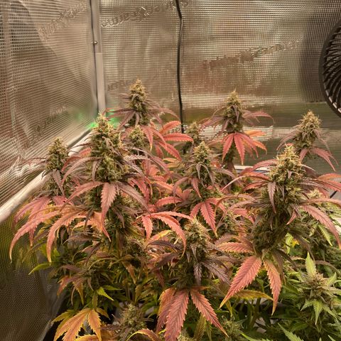 Amnesia Haze growlog timeline photo