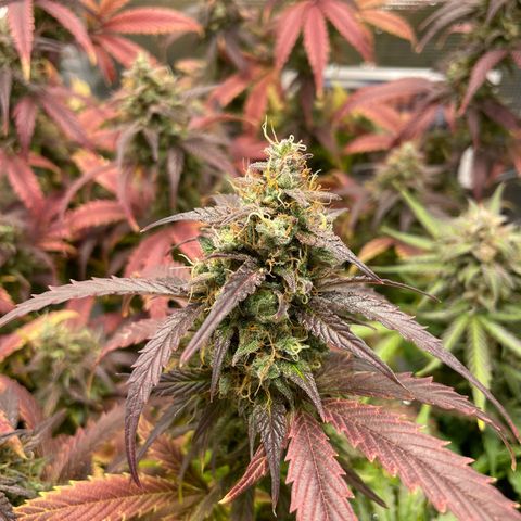 Amnesia Haze growlog timeline photo