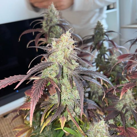 Amnesia Haze growlog timeline photo