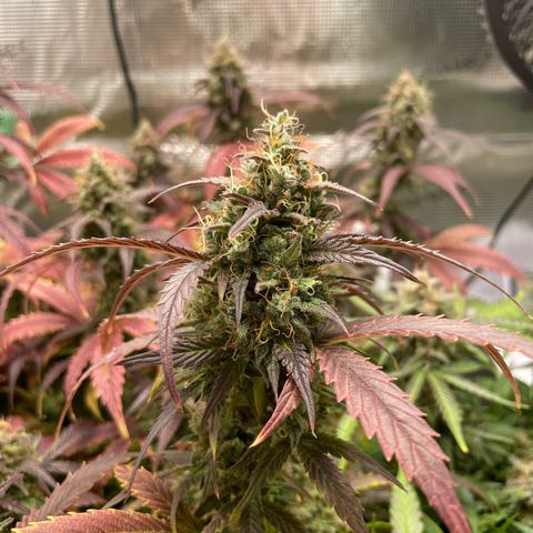 Amnesia Haze growlog timeline photo