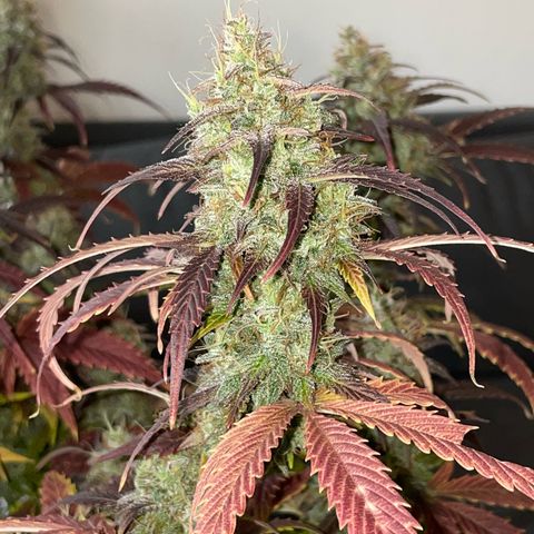Amnesia Haze growlog timeline photo