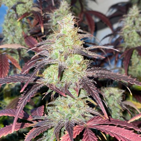 Amnesia Haze growlog timeline photo