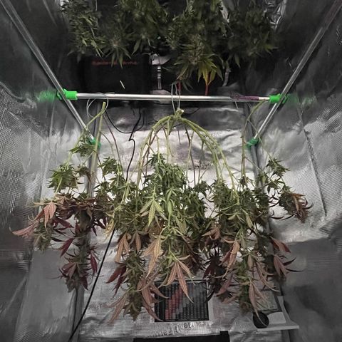 Amnesia Haze growlog timeline photo