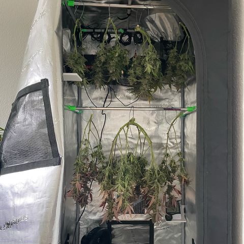 Amnesia Haze growlog timeline photo