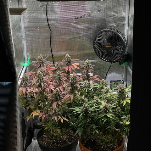 Amnesia Haze growlog timeline photo