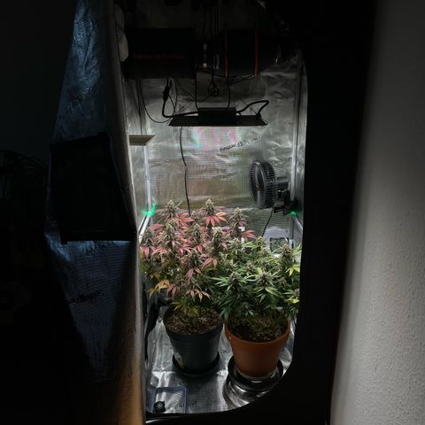 Amnesia Haze growlog timeline photo