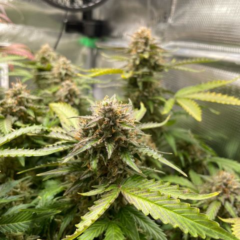 Mamba Negra growlog timeline photo