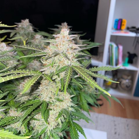 Mamba Negra growlog timeline photo