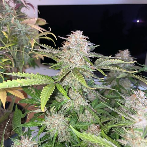 Mamba Negra growlog timeline photo