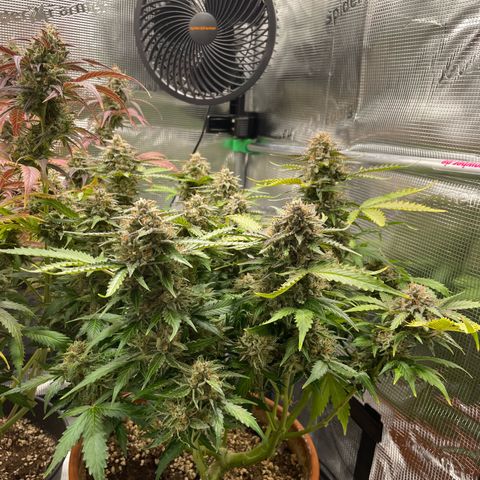 Mamba Negra growlog timeline photo