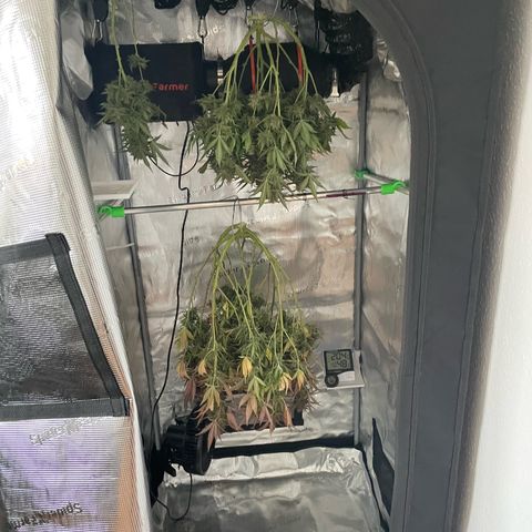 Mamba Negra growlog timeline photo