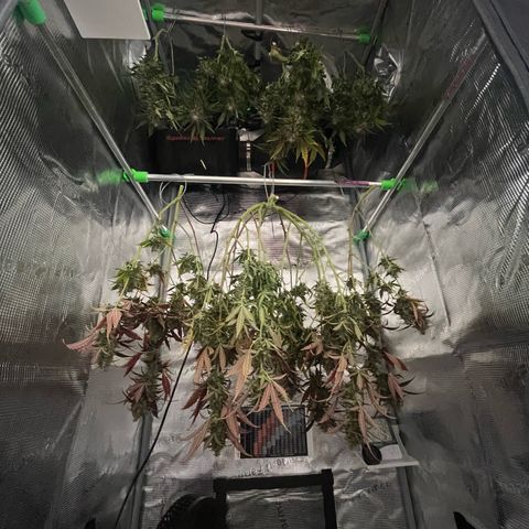 Mamba Negra growlog timeline photo