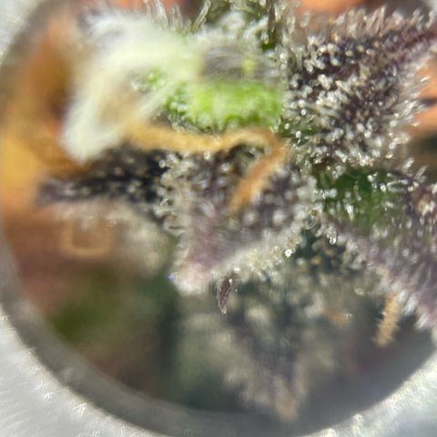 Mamba Negra growlog timeline photo