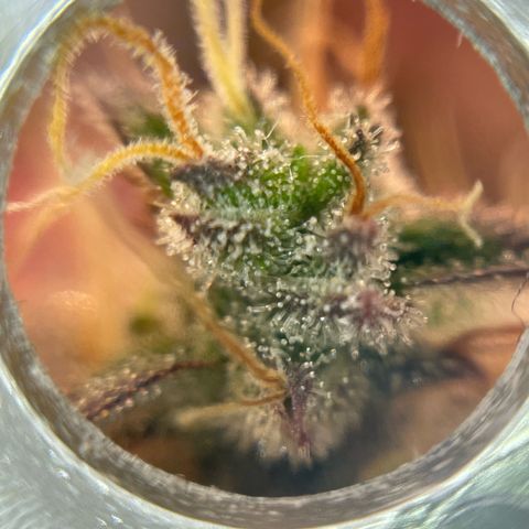 Amnesia Haze growlog timeline photo