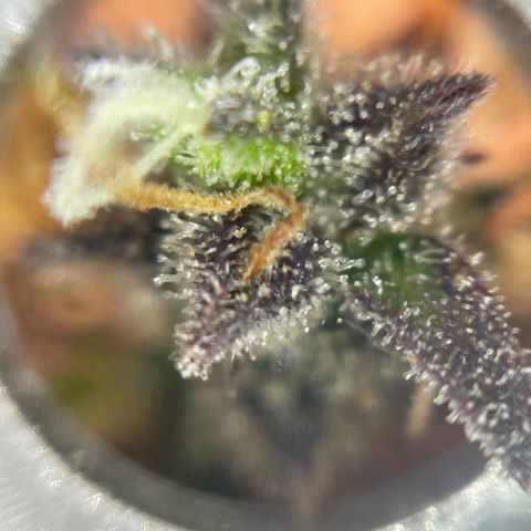 Mamba Negra growlog timeline photo