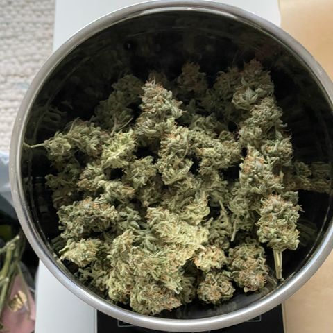 Mamba Negra growlog timeline photo