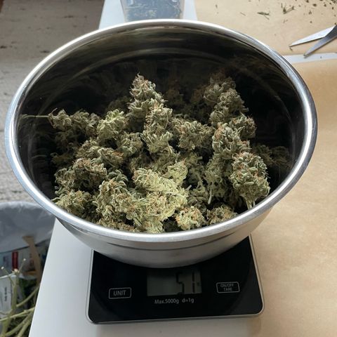 Mamba Negra growlog timeline photo