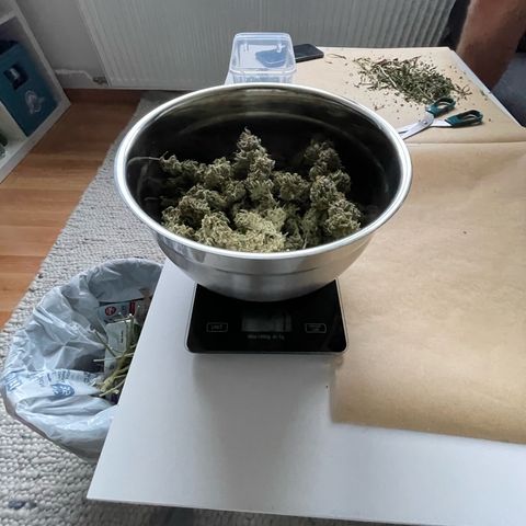 Mamba Negra growlog timeline photo