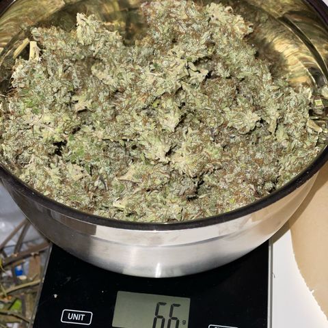 Amnesia Haze growlog timeline photo