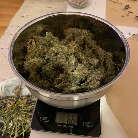 Amnesia Haze growlog timeline photo