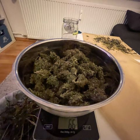 Amnesia Haze growlog timeline photo