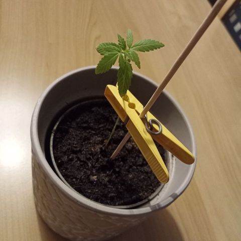Blue Amnesia XXL Autoflowering growlog timeline photo