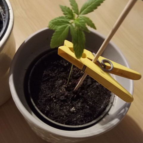Blue Amnesia XXL Autoflowering growlog timeline photo