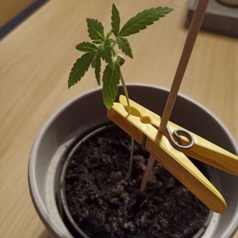 Blue Amnesia XXL Autoflowering growlog timeline photo