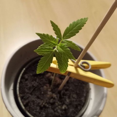 Blue Amnesia XXL Autoflowering growlog timeline photo