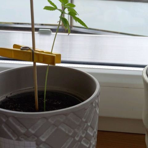 Blue Amnesia XXL Autoflowering growlog timeline photo