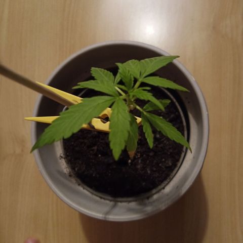 Blue Amnesia XXL Autoflowering growlog timeline photo