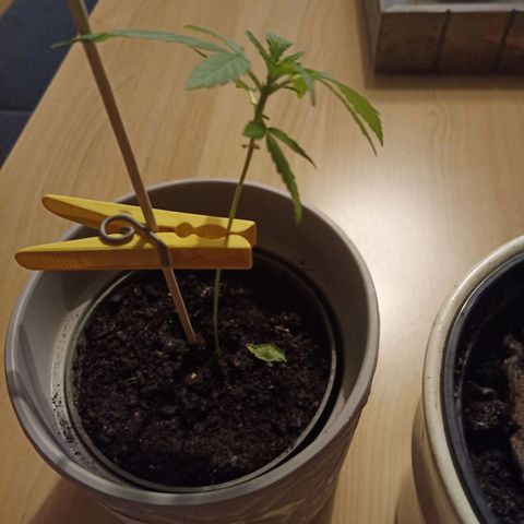 Blue Amnesia XXL Autoflowering growlog timeline photo