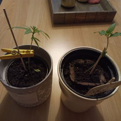 Blue Amnesia XXL Autoflowering growlog timeline photo