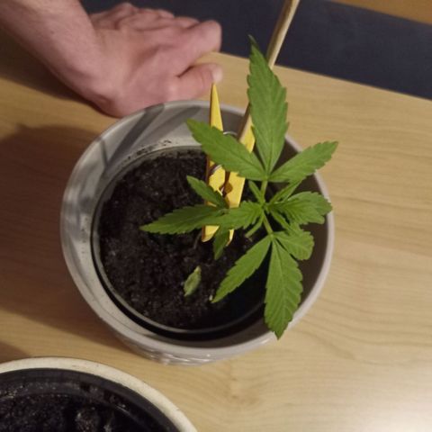 Blue Amnesia XXL Autoflowering growlog timeline photo