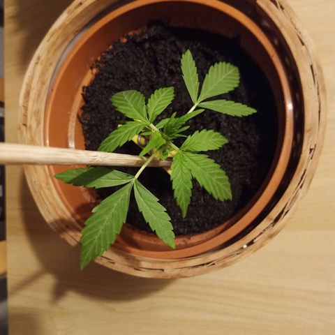 Blue Amnesia XXL Autoflowering growlog timeline photo