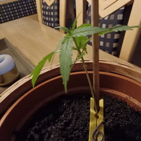 Blue Amnesia XXL Autoflowering growlog timeline photo