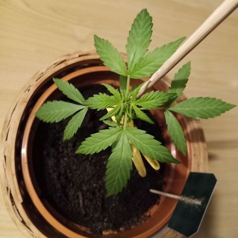 Blue Amnesia XXL Autoflowering growlog timeline photo