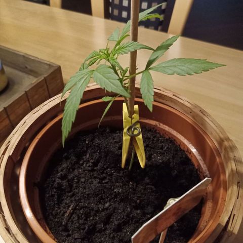 Blue Amnesia XXL Autoflowering growlog timeline photo