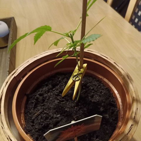 Blue Amnesia XXL Autoflowering growlog timeline photo