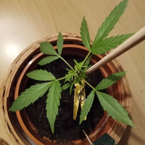 Blue Amnesia XXL Autoflowering growlog timeline photo