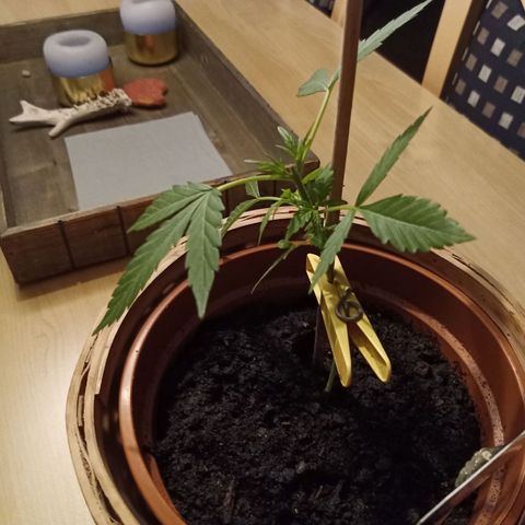 Blue Amnesia XXL Autoflowering growlog timeline photo