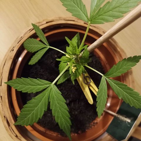 Blue Amnesia XXL Autoflowering growlog timeline photo