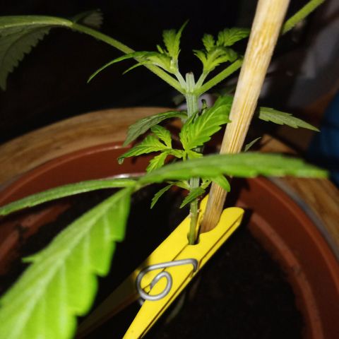 Blue Amnesia XXL Autoflowering growlog timeline photo