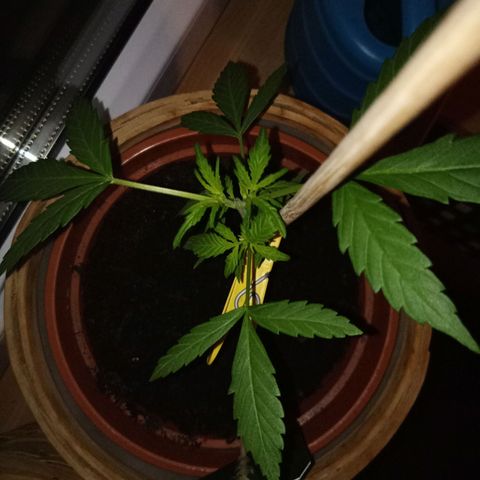 Blue Amnesia XXL Autoflowering growlog timeline photo