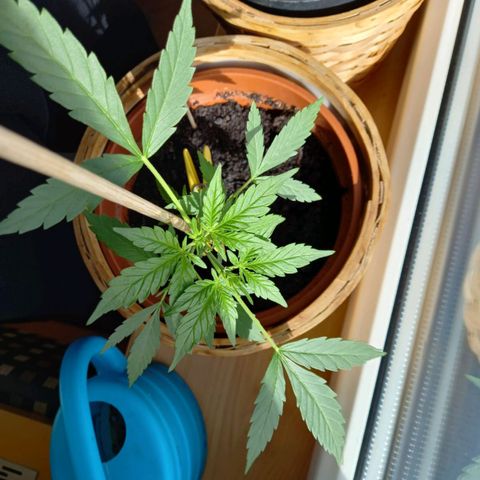 Blue Amnesia XXL Autoflowering growlog timeline photo
