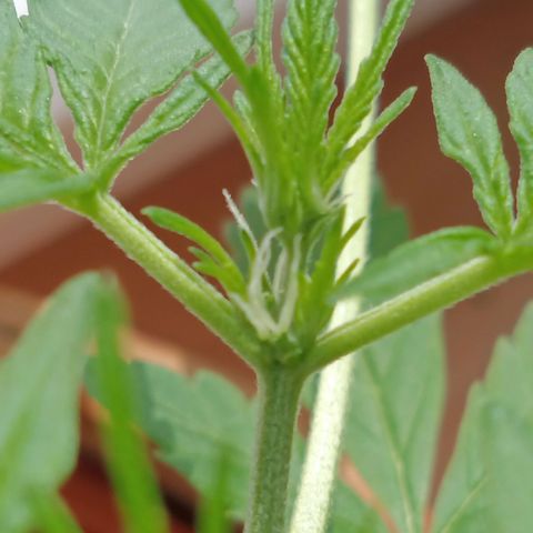 Blue Amnesia XXL Autoflowering growlog timeline photo