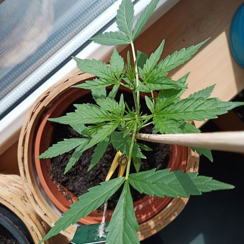 Blue Amnesia XXL Autoflowering growlog timeline photo