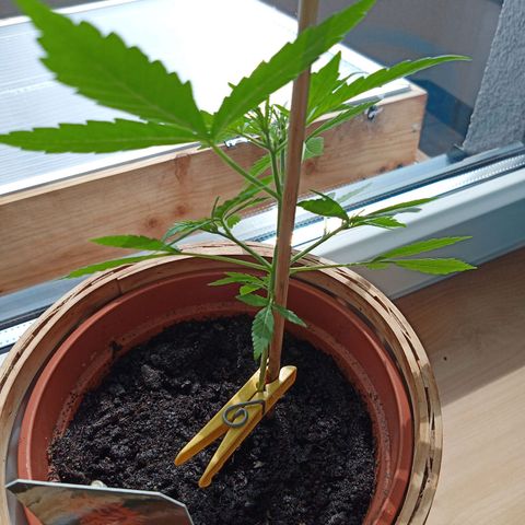 Blue Amnesia XXL Autoflowering growlog timeline photo