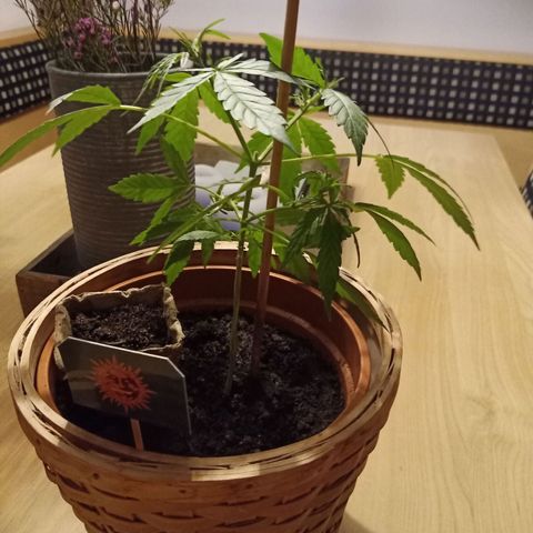 Blue Amnesia XXL Autoflowering growlog timeline photo