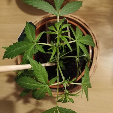 Blue Amnesia XXL Autoflowering growlog timeline photo